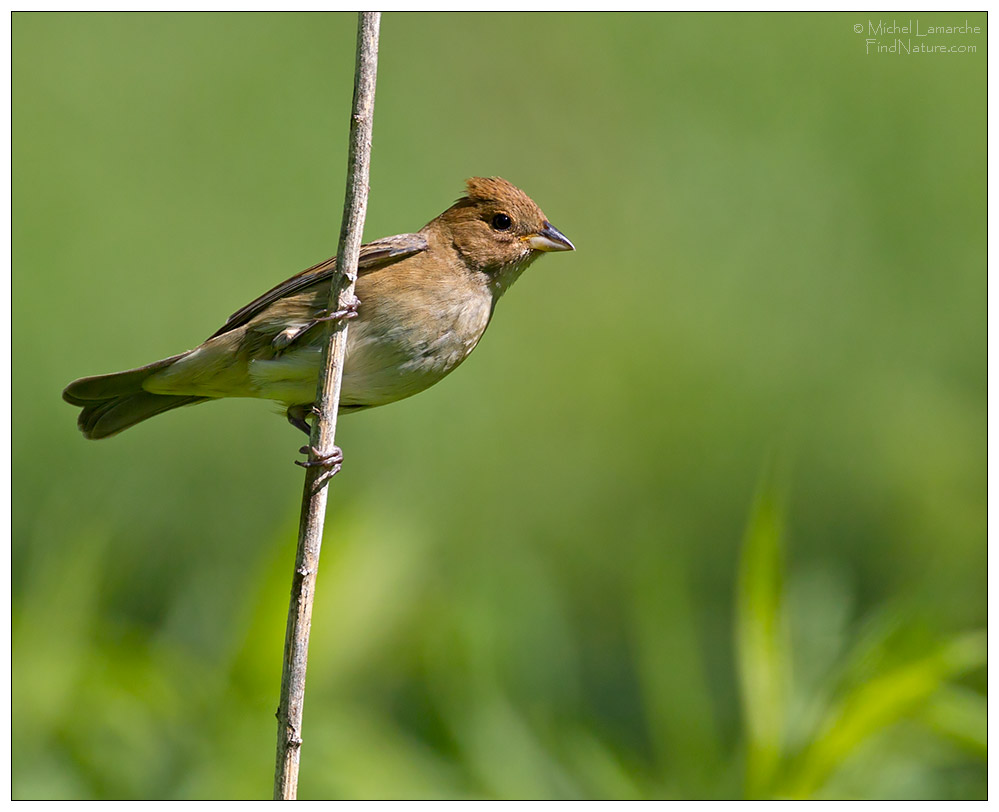 Femelle, St-Bruno (Québec), 2011-05-24
